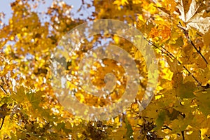 Autumn leaves, red and yellow maple foliage against sky, beautiful background, selective focus