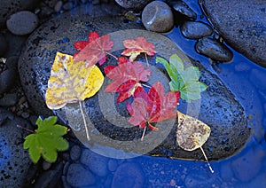 Autumn leaves on a river rock