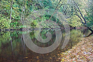 Autumn leaves on the River Ure