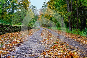 Autumn leaves on road and old stone wall covered in moss photo