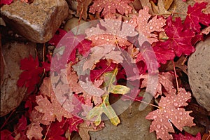 Autumn leaves and rocks