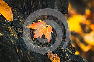 Autumn leaves on a rotten trunk