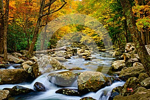 Autumn Leaves, Rushing Stream, Smokey Mountains