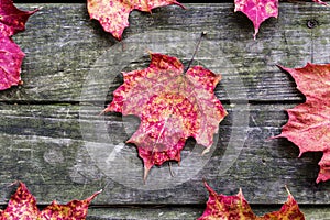 Autunno foglie sul rurale di legno 