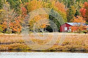 Autumn leaves in rustic woods