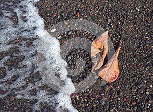 Autumn leaves and sea foam on black sand beach.