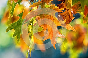 Autumn Leaves photo