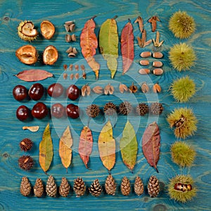 Autumn leaves, seeds and fruits in square on cyan