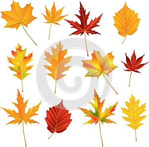 Autumn leaves set