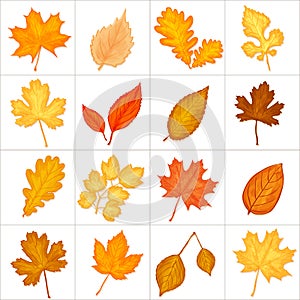 Autumn leaves set