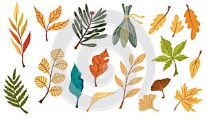 Autumn leaves set. Autumnal yellow leaf, forest nature orange leafage and september red leaves.