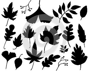 Autumn leaves set. Black leaf silhouettes isolated on white background. Graphic elements for autumn designs