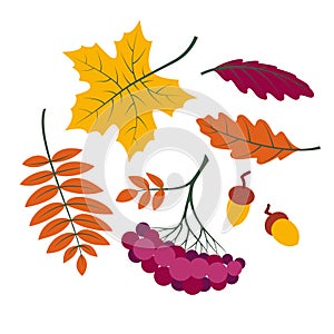 Autumn leaves set, colorful collection silhouettes of tree leaves maple, rowan leaf, rowanberry, oak, acorn