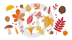 Autumn leaves set. Cute different leaves, mushrooms, berries and acorns. Fall seasonal elements vector illustration