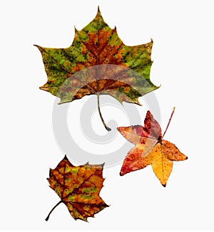 Autumn Leaves Set Isolated