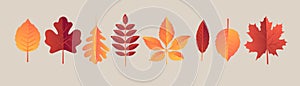 Autumn leaves set, isolated on pastel background. Simple modern cartoon flat style, vector illustration