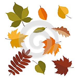 Autumn leaves set. Isolated on white background