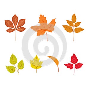 Autumn leaves set, isolated on white background.