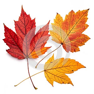 Autumn leaves set isolated on white background photo