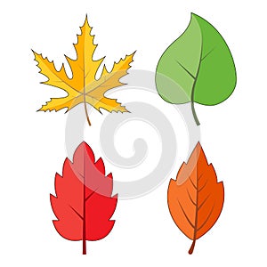 Autumn leaves set isolated on white. Colourful falling leaf collection. Yellow, orange, red, green, colours. Autumnal vector