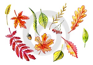 Autumn leaves set: maple, birch, willow, oak, acorn, birch leaves, blade of grass, rowan leaf, rowan berries, grass