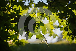 Autumn leaves in the setting sun