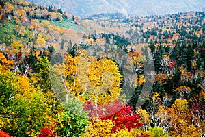 Autumn Leaves at Shiretoko Pass, Hokkaido, Japan