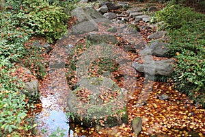 Autumn leaves in Showa Memorial Park in Tokyo, Japan