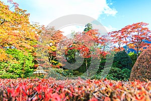 Autumn leaves in Shoyo-en Japanese garden Nikko, Japan