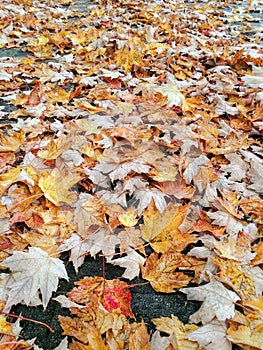 Autumn Leaves on the sidewalk.