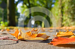 Autumn leaves on sidewalk