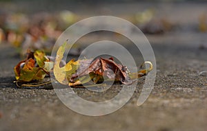 Autumn leaves on a sidewalk bokeh background