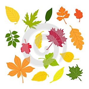 Autumn leaves simple vector minimalist concept flat style illustration, multicolored hand drawn natural floral elements set