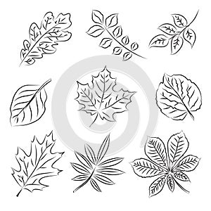 Autumn leaves sketch set