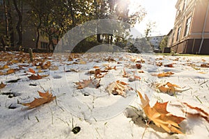 Autumn leaves on snow