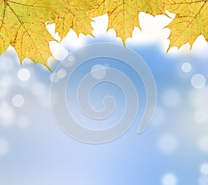 Autumn leaves on soft background