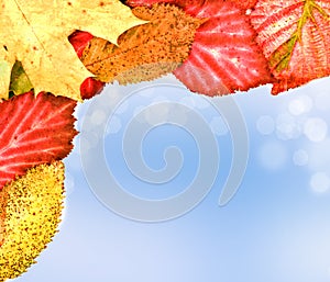Autumn leaves on soft background