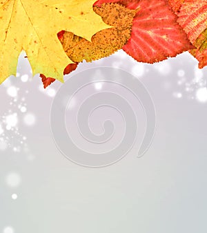 Autumn leaves on soft background