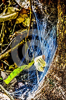 autumn leaves and spider web net on tree, in costa rica central america