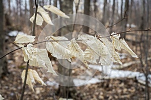 Autumn leaves at springtime