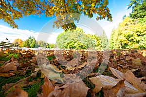 Autumn Leaves - Stanley Park, Vancouver