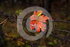 Autumn leaves on steel barbed wire.