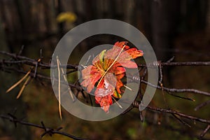 Autumn leaves on steel barbed wire.