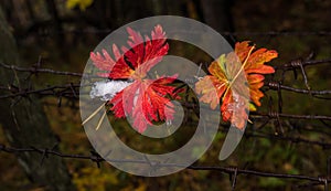 Autumn leaves on steel barbed wire.