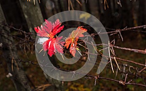 Autumn leaves on steel barbed wire.