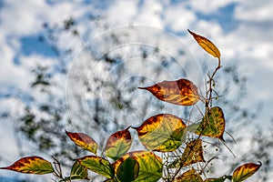 autumn leaves in the sun backlit.