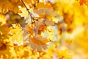 Autumn leaves on the sun and blurred trees . Fall background. Autumn background with maple leaves. Autumn MOOD leaves on the sun.