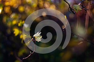 Autumn leaves on sun. Fall dark blurred background