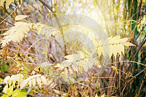 Autumn leaves on the sun. Yellow fall leaves in picturesque fall park. Outdoor. Sunny day, warm weather