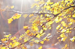 Autumn leaves with sunbeam